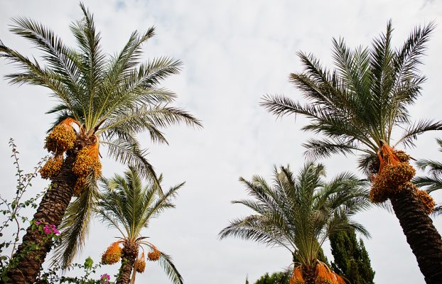 ترتيلـة النخــل